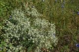 Eryngium campestre. Цветущее растение. Республика Адыгея, западная окраина пос. Каменномостский, окр. скалы Танковый Люк, край луга. 29.07.2023.