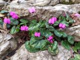 Cyclamen coum. Цветущие растения в расщелине скальной породы. Краснодарский край, городской округ Сочи, Хостинский р-н, дорога к Орлиным скалам, широколиственный лес. 11.02.2024.