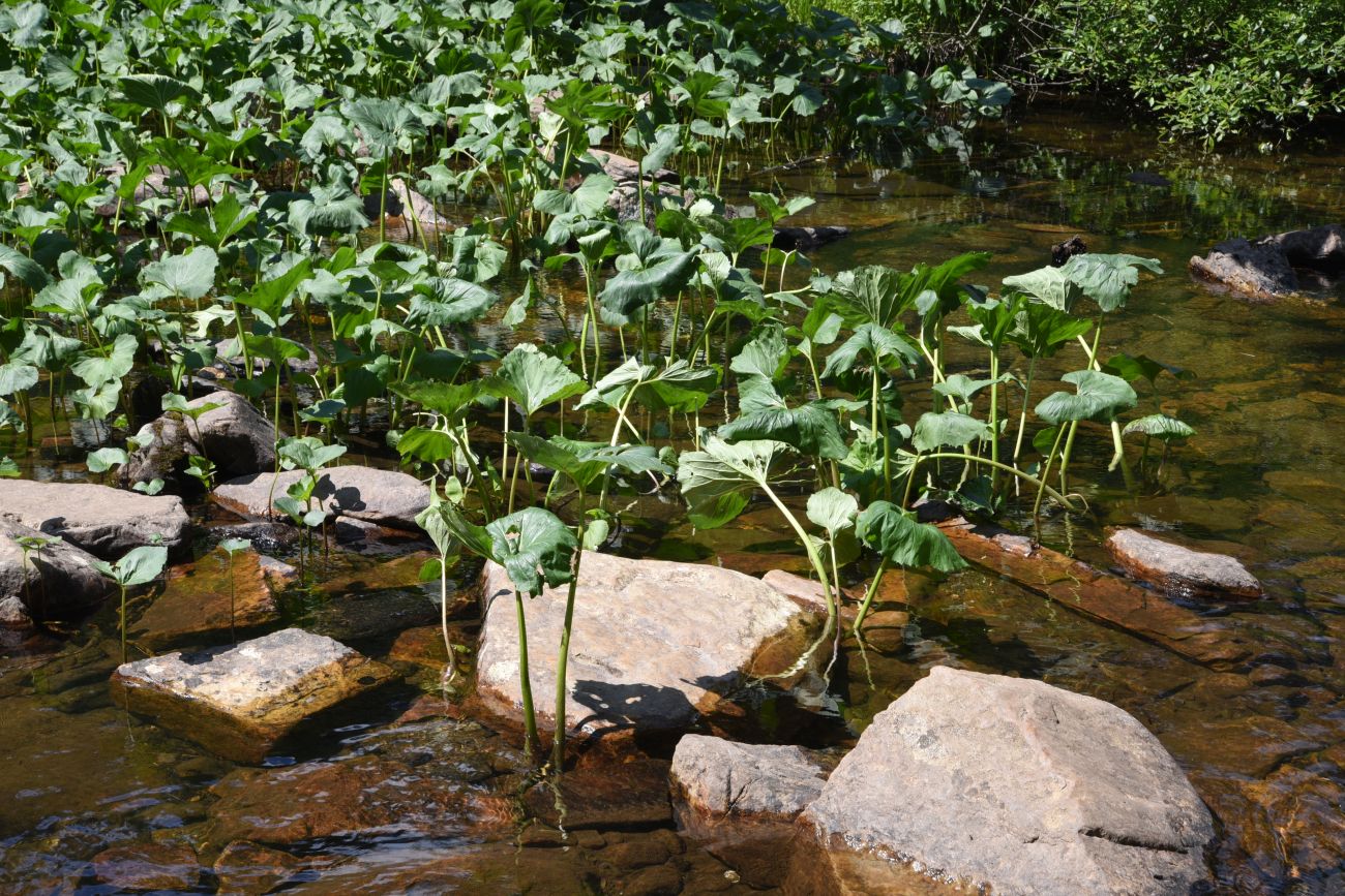 Image of Petasites radiatus specimen.