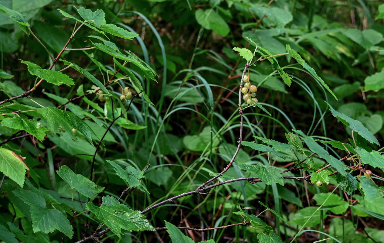 Image of genus Ribes specimen.