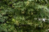 Acer palmatum. Верхушки ветвей с плодами. Чечня, г. Аргун, в культуре. 25.07.2022.