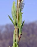 Salix siuzevii. Часть побега с распускающимися листьями. Приморский край, Уссурийский ГО, окр. с. Монакино, кромка покосного луга на сопке. 21.04.2024.