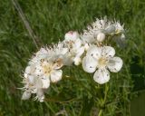 Crataegus dipyrena