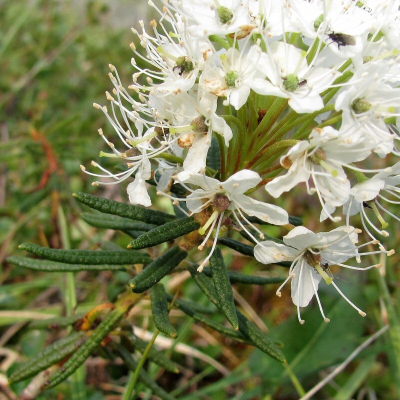 Image of Ledum palustre specimen.