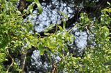 Salix matsudana