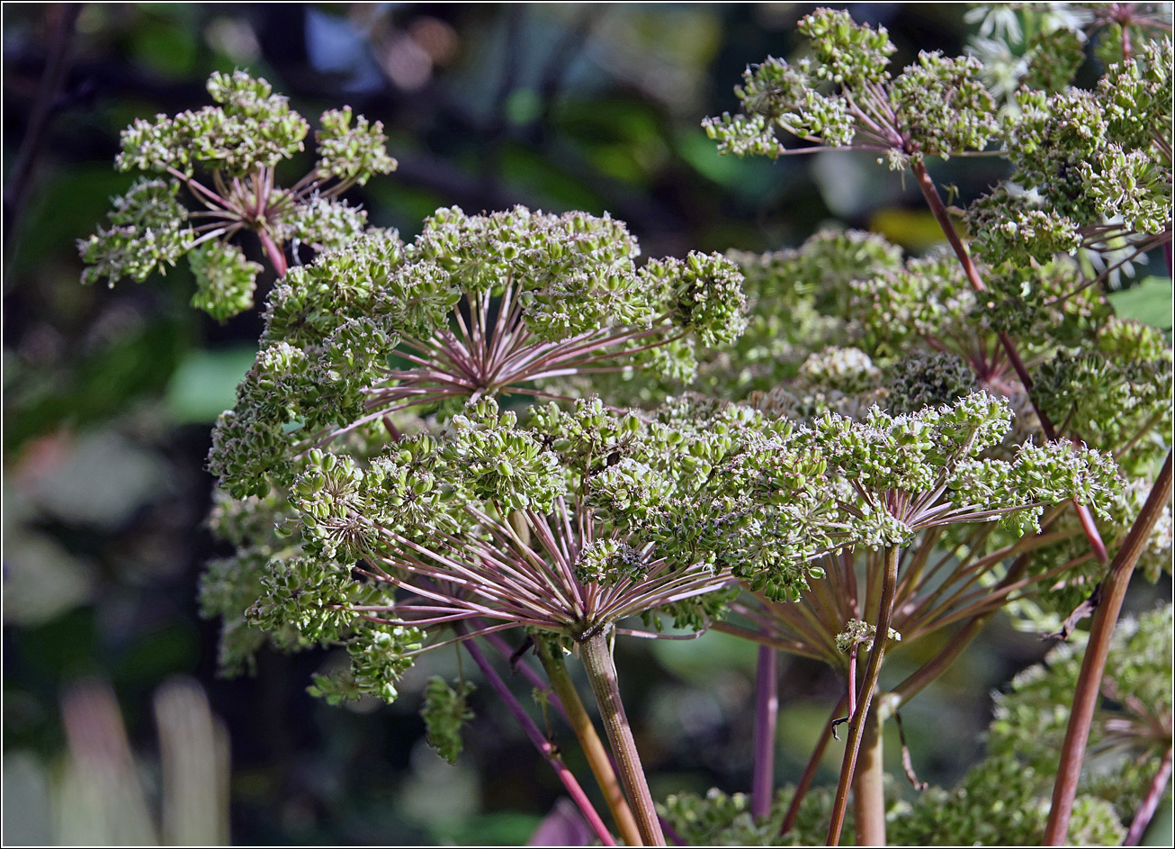 Image of Angelica sylvestris specimen.
