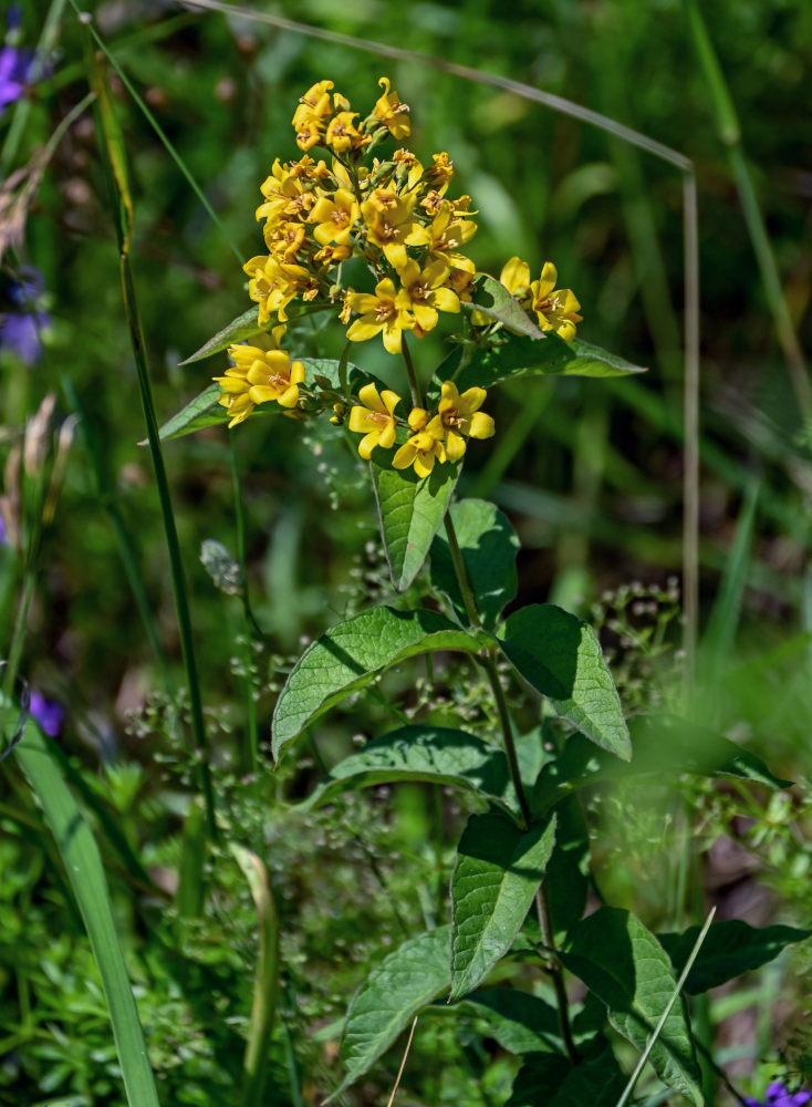 Image of Lysimachia vulgaris specimen.
