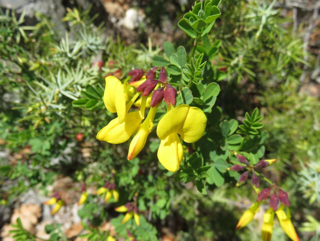 Image of Hippocrepis emeroides specimen.