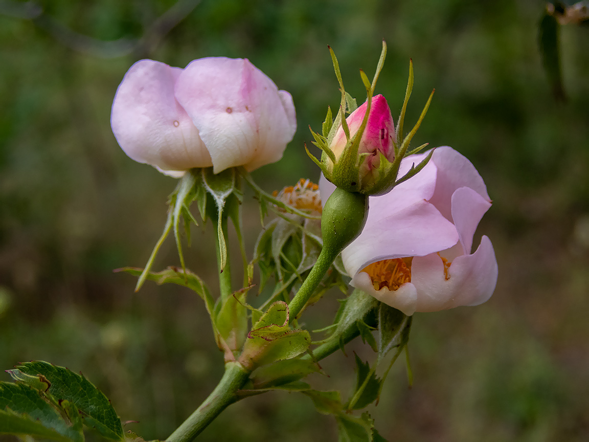Изображение особи Rosa corymbifera.