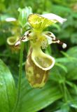 Cypripedium yatabeanum