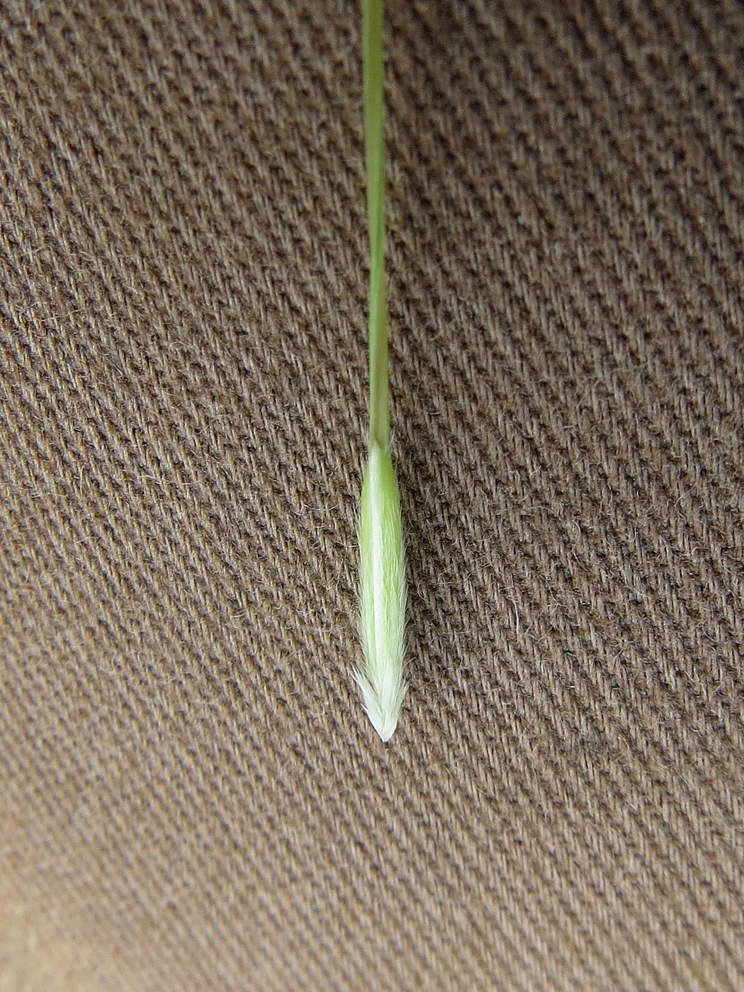 Image of Stipa lessingiana specimen.