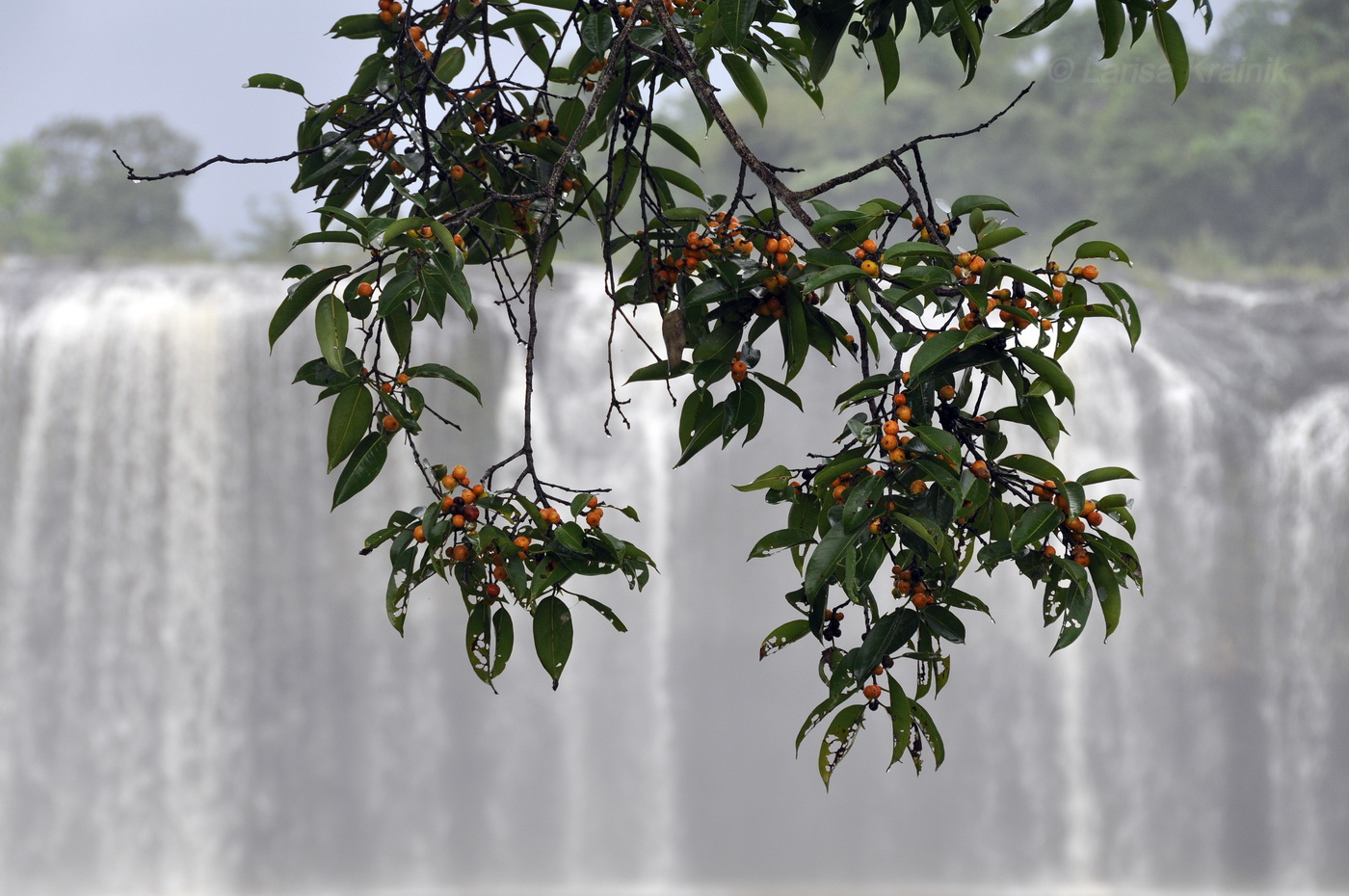 Image of genus Ficus specimen.