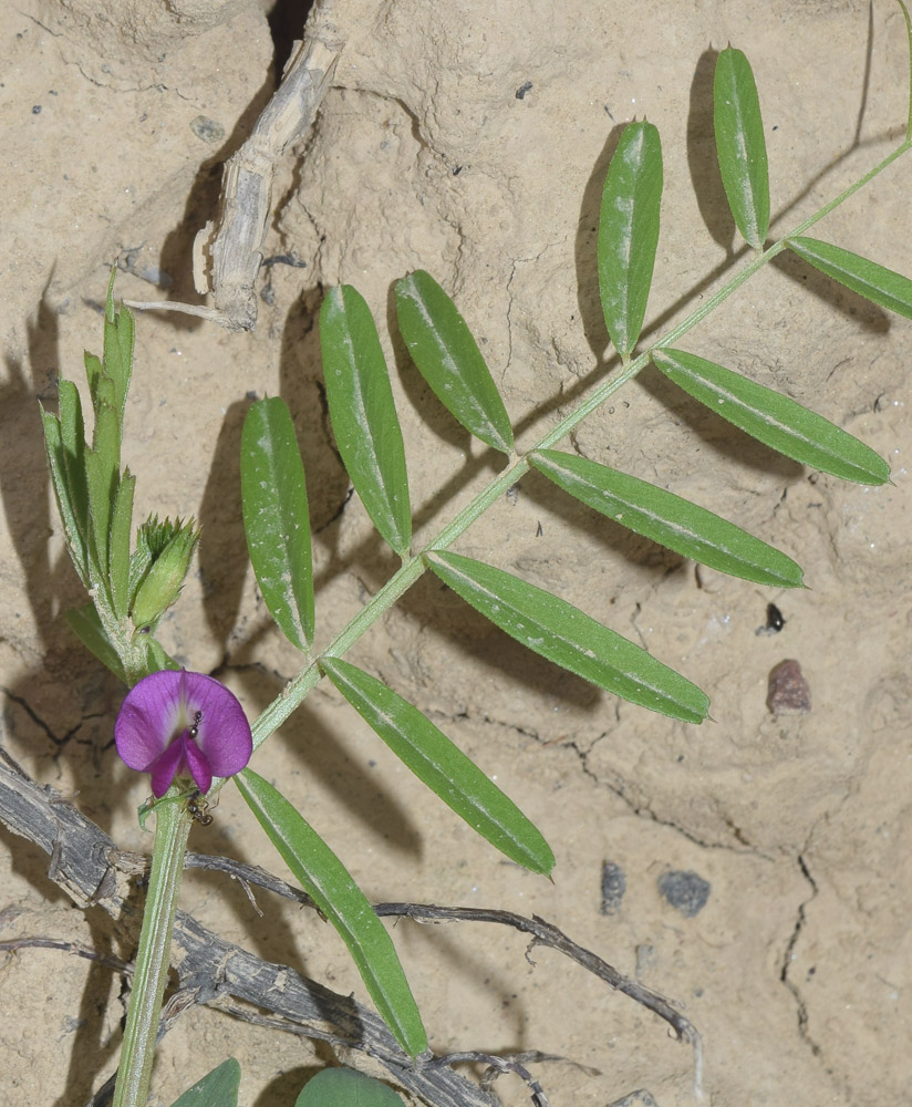 Image of Vicia angustifolia specimen.