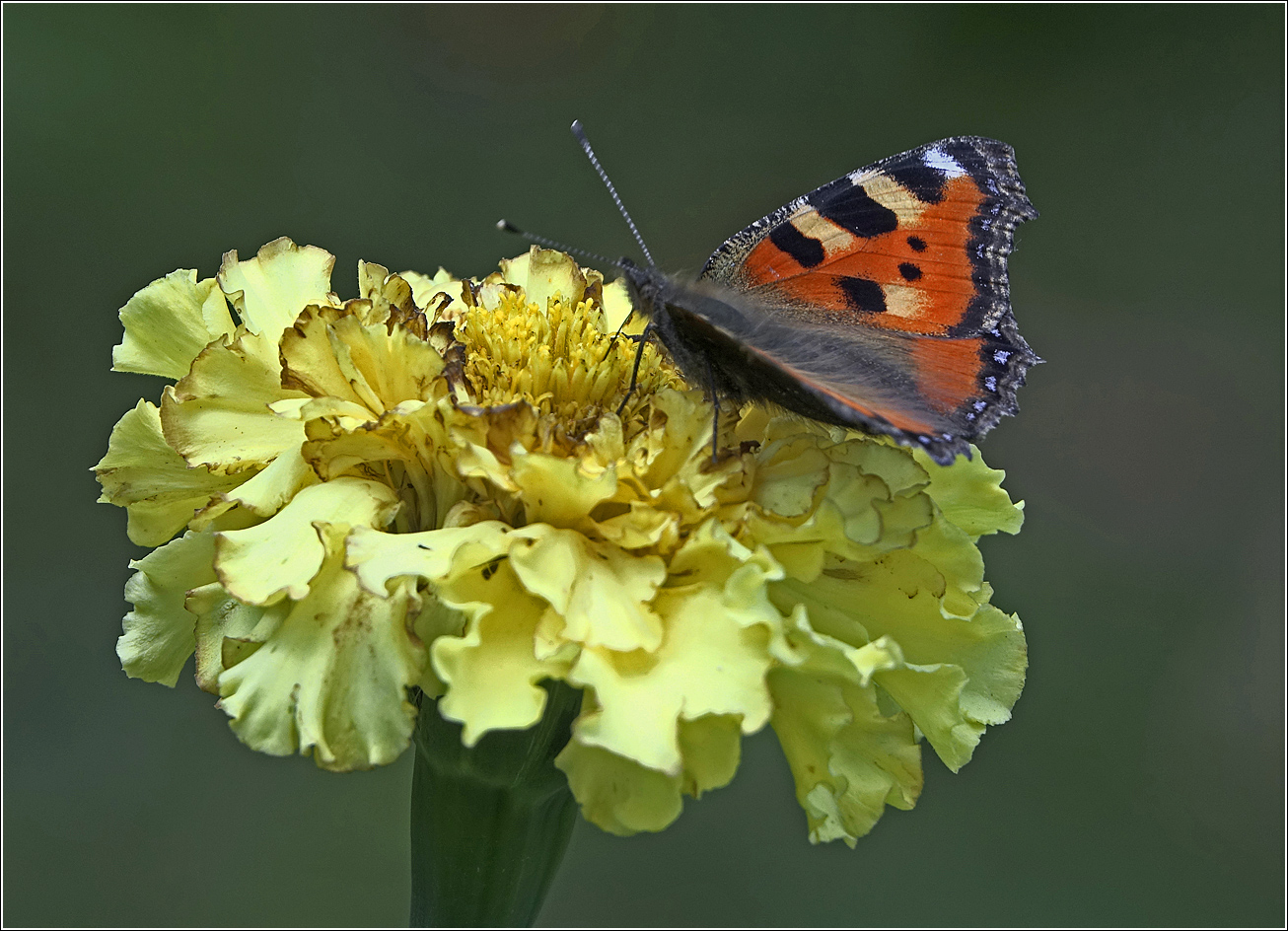 Image of Tagetes erecta specimen.