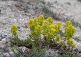 Cruciata laevipes