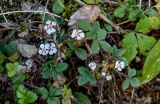 Potentilla micrantha. Цветущее растение. Краснодарский край, Сочи, Хостинский р-н, ущ. р. Хоста, Тисово-самшитовая роща, смешанный лес. 10.03.2025.