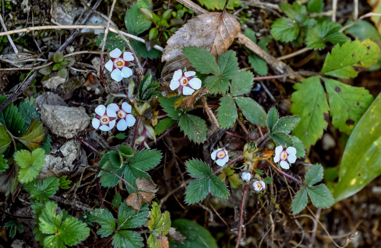 Image of Potentilla micrantha specimen.