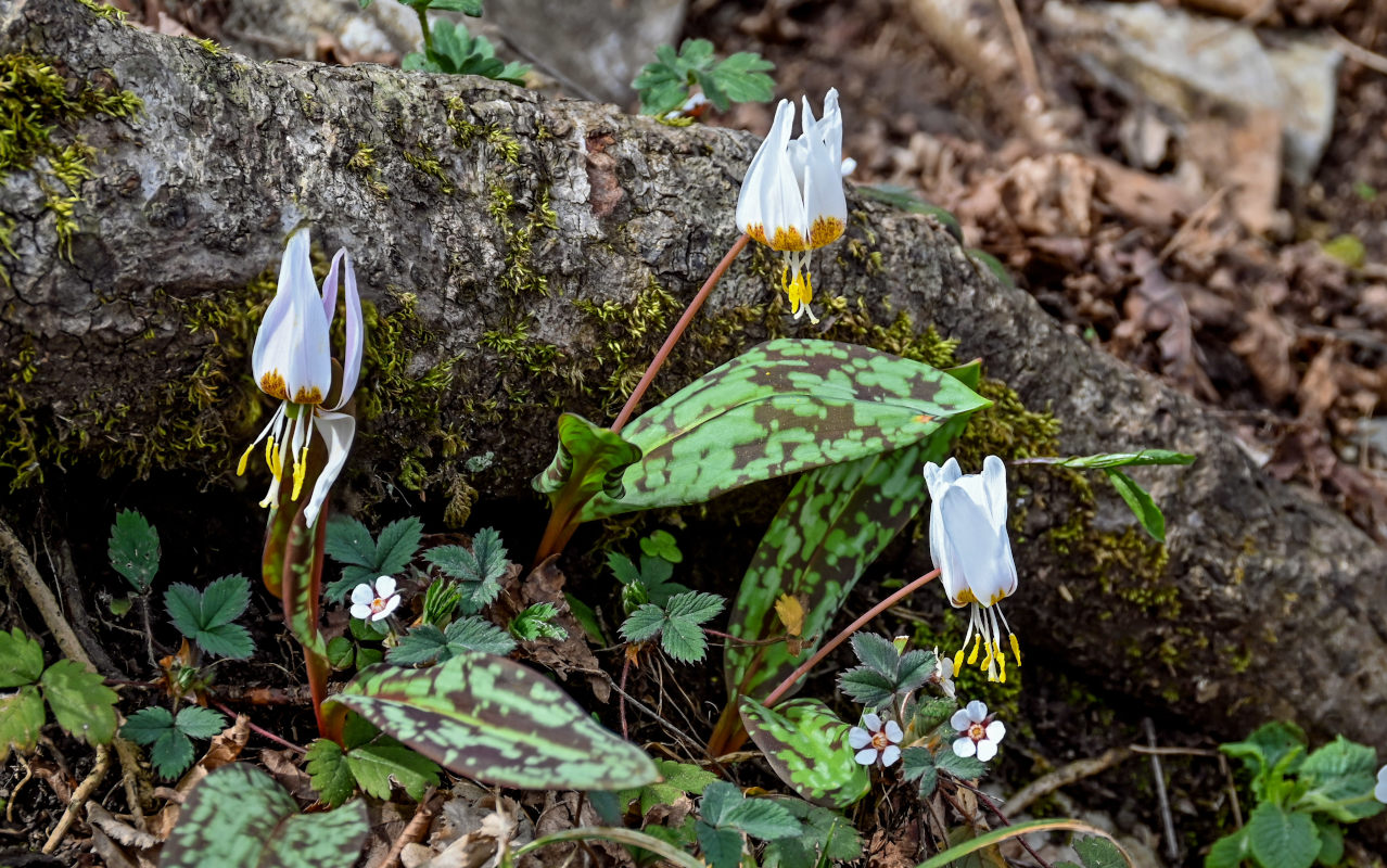 Изображение особи Erythronium caucasicum.