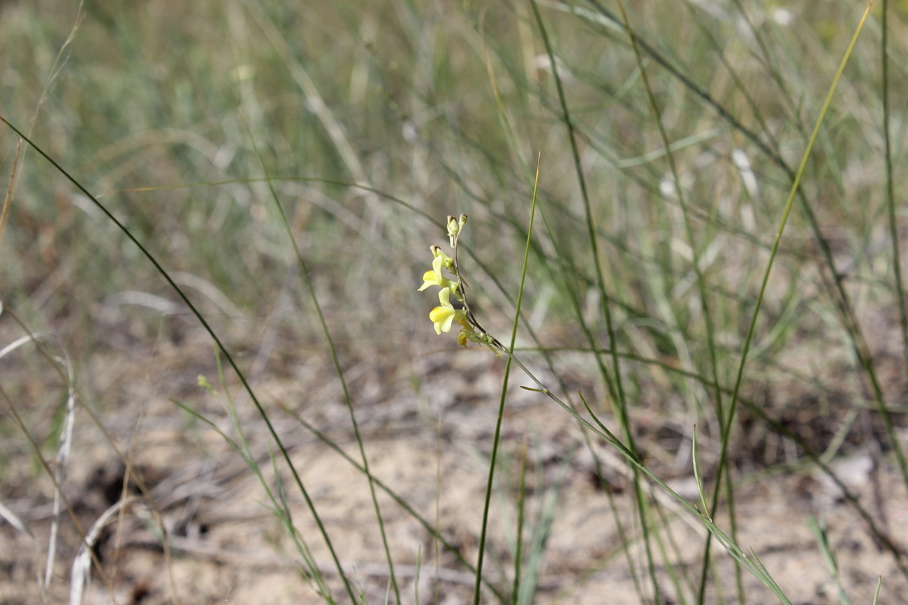 Изображение особи Linaria dulcis.