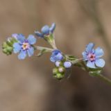 familia Boraginaceae