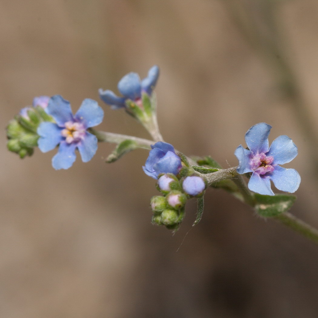 Изображение особи семейство Boraginaceae.