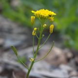 Draba hispida