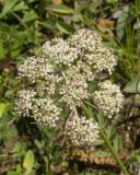 Carum caucasicum