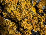 Xanthoria parietina