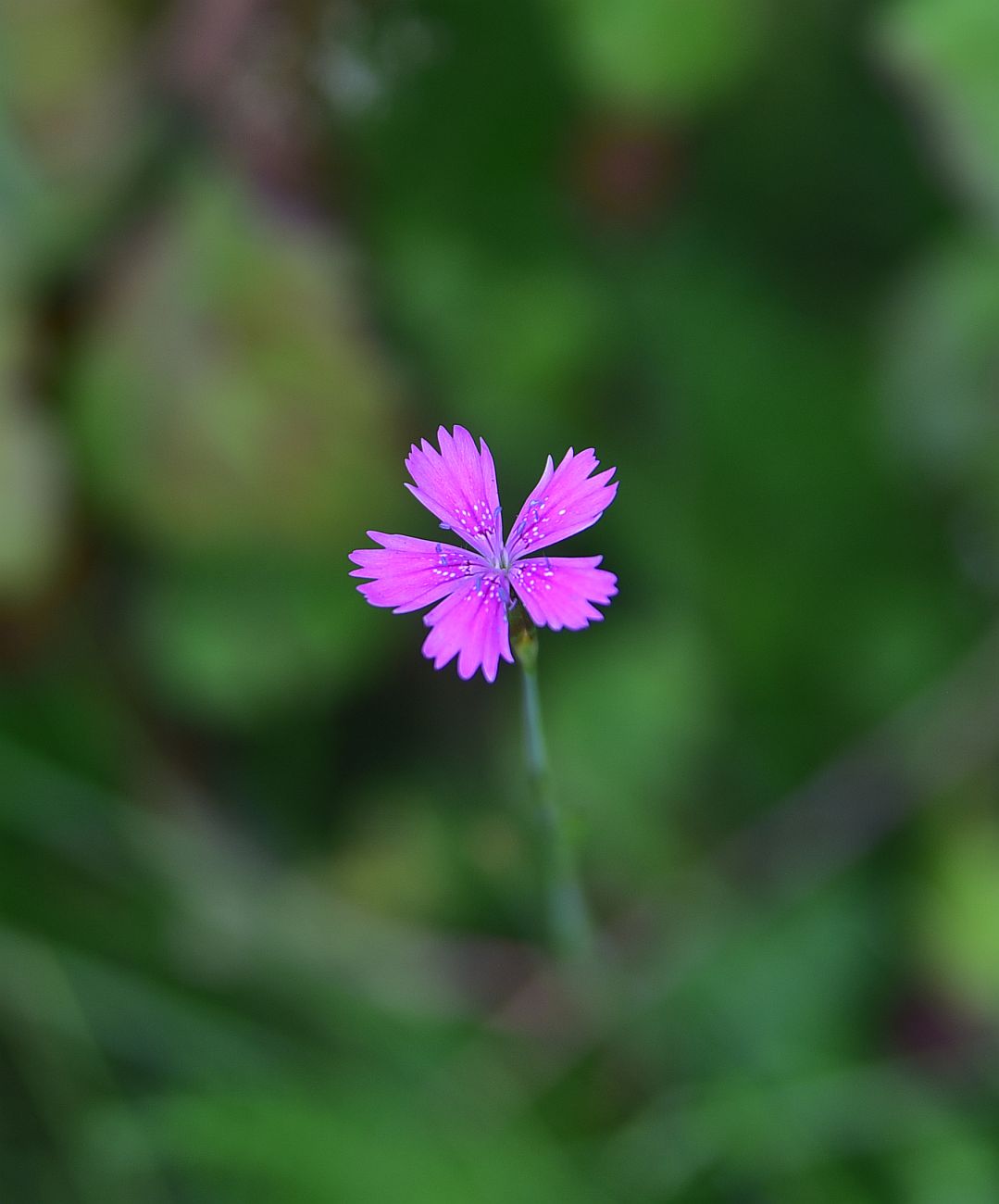 Image of genus Dianthus specimen.