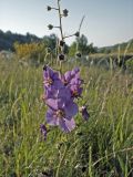 Verbascum phoeniceum