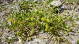 genus Ranunculus. Цветущее и плодоносящее растение. Таджикистан, Горно-Бадахшанская автономная обл., Рушанский р-н, хр. Северо-Аличурский, Ирхтские горы, Сарезское оз., Ирхтский залив, дол. р. Лянгар, выс. ≈ 3300 м н.у.м., затапливаемый участок на окраине осоково-кобрезиевого луга. 8 июля 2025 г.