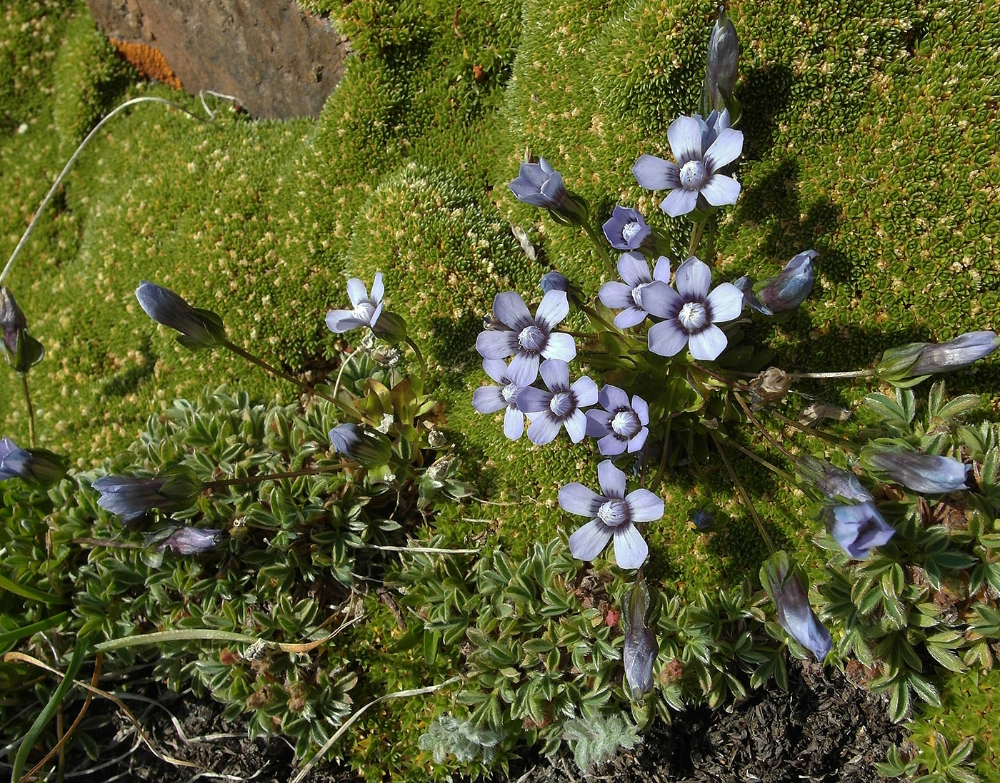 Изображение особи Comastoma falcatum.