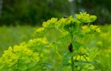 Euphorbia semivillosa. Соцветие с сидящим и спаривающимися жуками. Башкортостан, Кугарчинский р-н, окр. дер. Мурадымово, природный парк \"Мурадымовское ущелье\", опушка берёзового леса, разнотравный луг. 30 мая 2024 г.