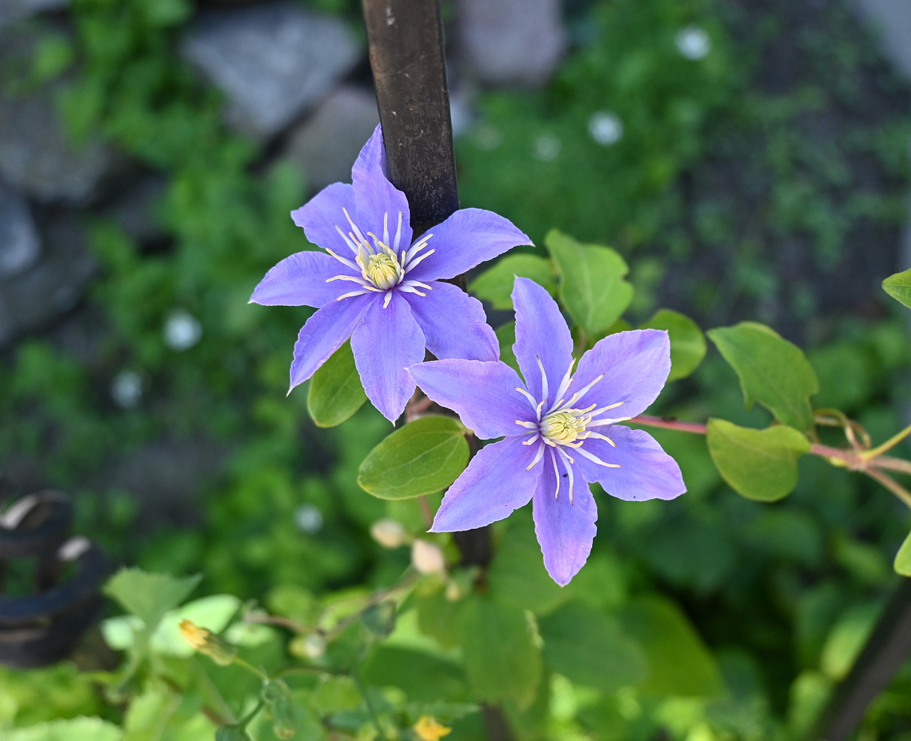 Image of Clematis viticella specimen.