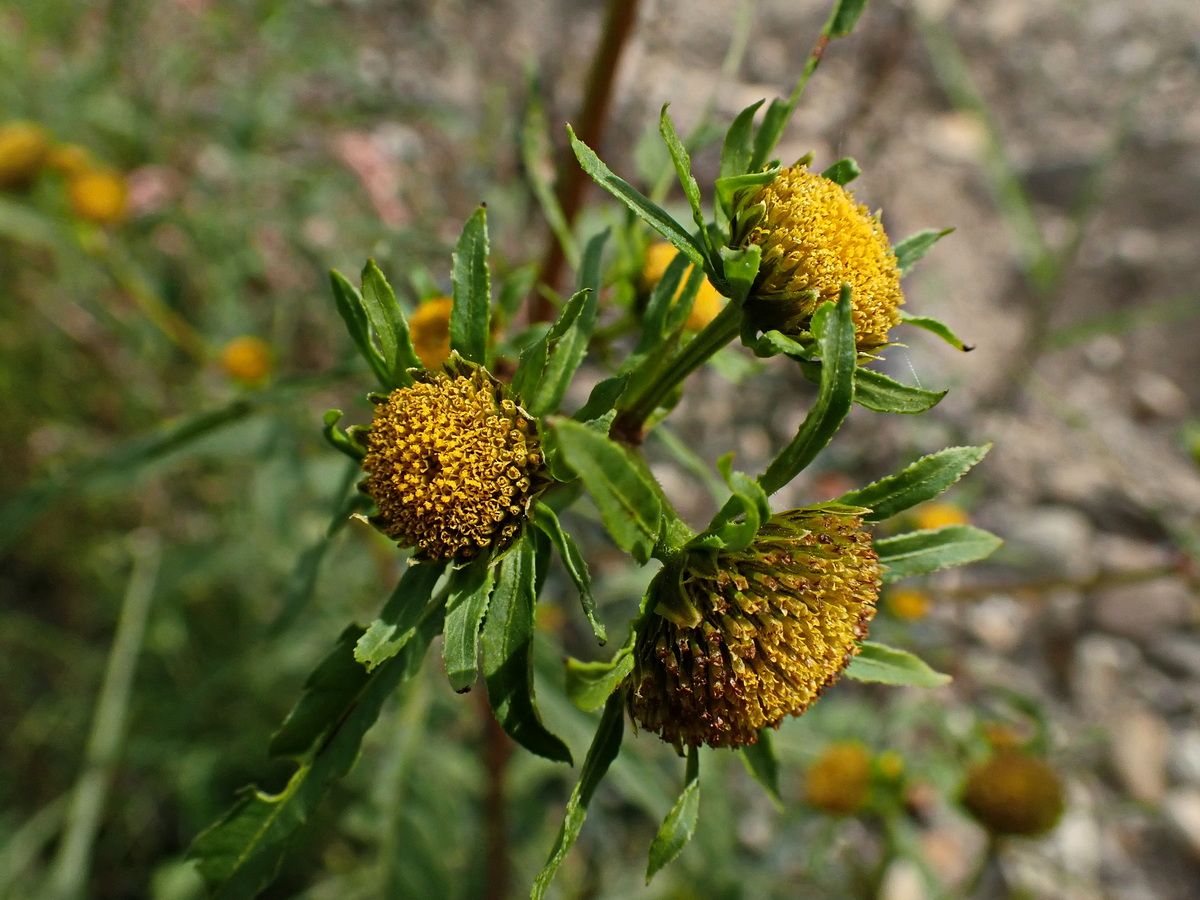 Image of Bidens maximowicziana specimen.