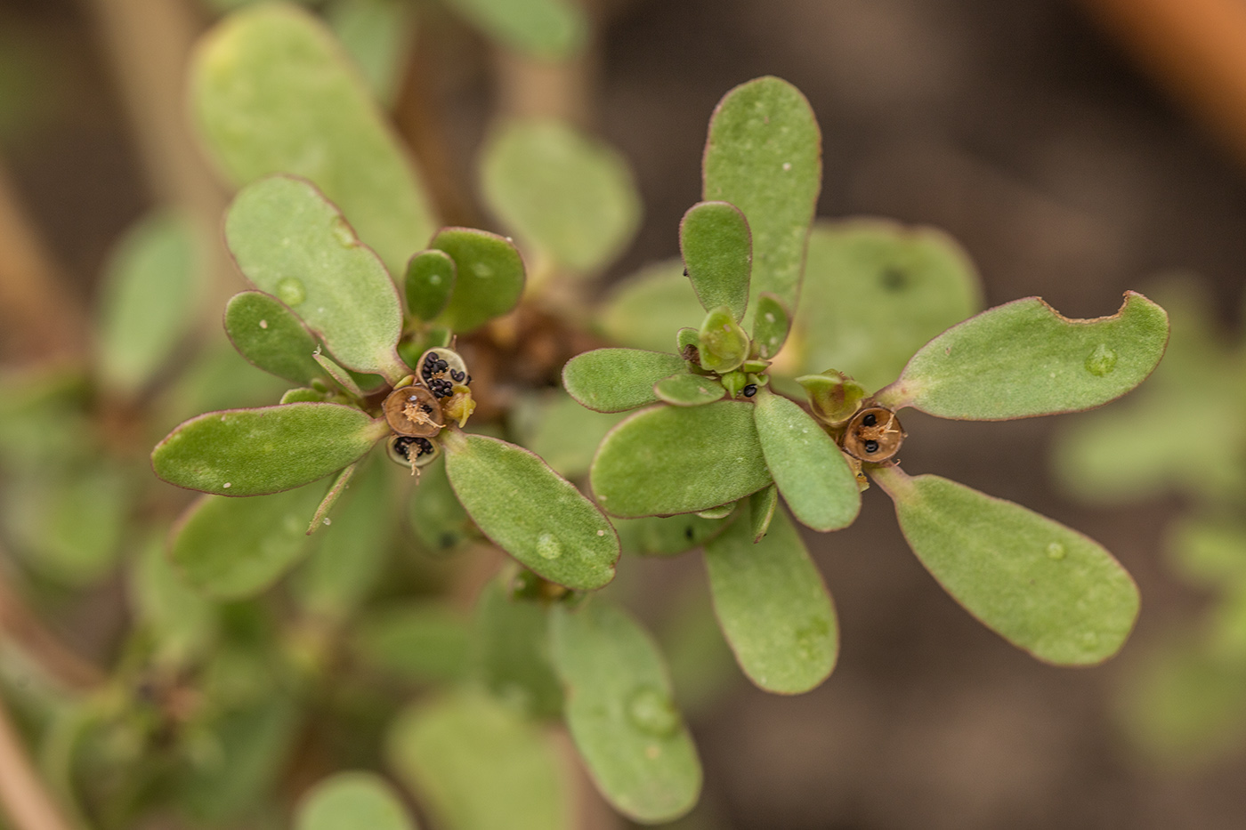 Изображение особи Portulaca oleracea.