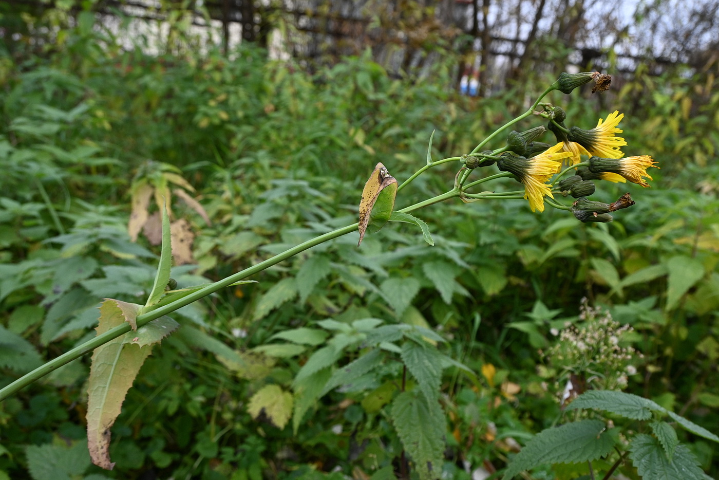Image of Sonchus arvensis ssp. uliginosus specimen.