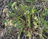 Изображение особи. Автор - Григорий Токарев