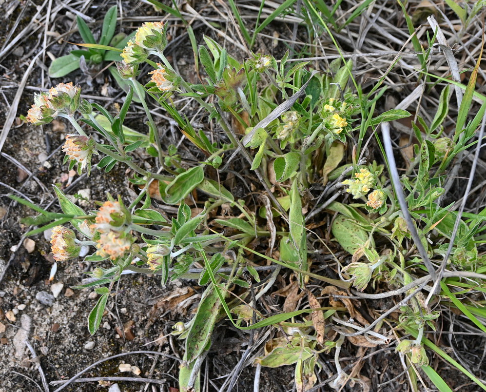 Изображение особи Anthyllis vulneraria.