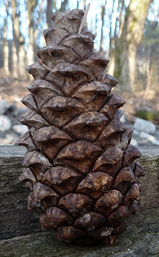 Изображение особи Pinus pallasiana.