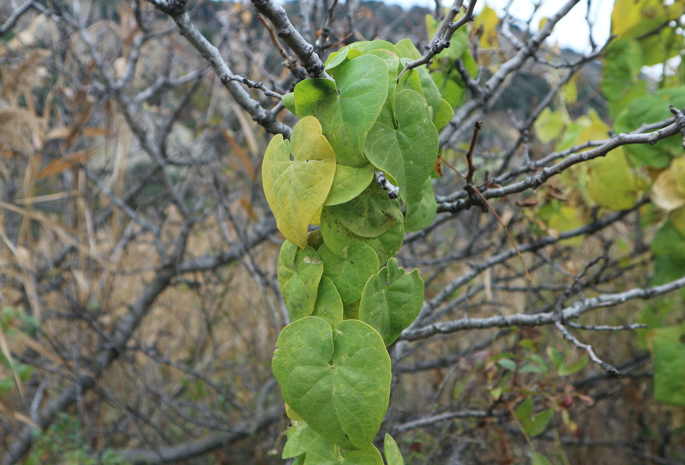 Image of Cynanchum acutum specimen.