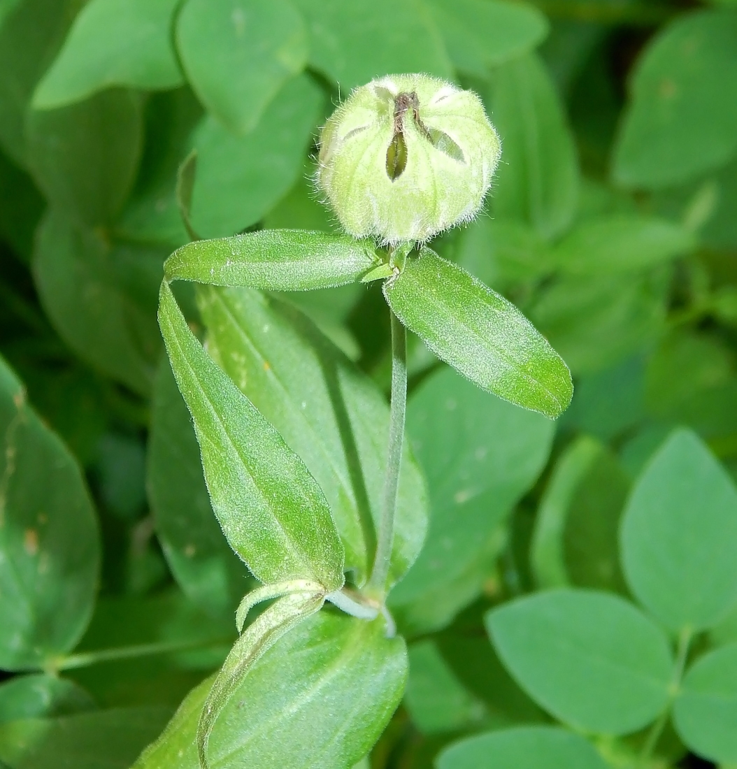 Изображение особи род Melandrium.