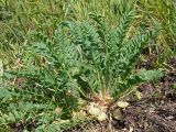 Astragalus wolgensis. Плодоносящее растение. Ульяновская обл., Мелекесский р-н, окр. пос. Уткин, дол. р. Бирля, ковыльно-разнотравная степь. 03.06.2024.