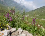 Chamaenerion angustifolium. Цветущие растения. Кабардино-Балкария, Черекский р-н, дол. р. Чайнашки, ≈ 2000 м н.у.м. приречный луг, моренные отложения. 29.07.2025.