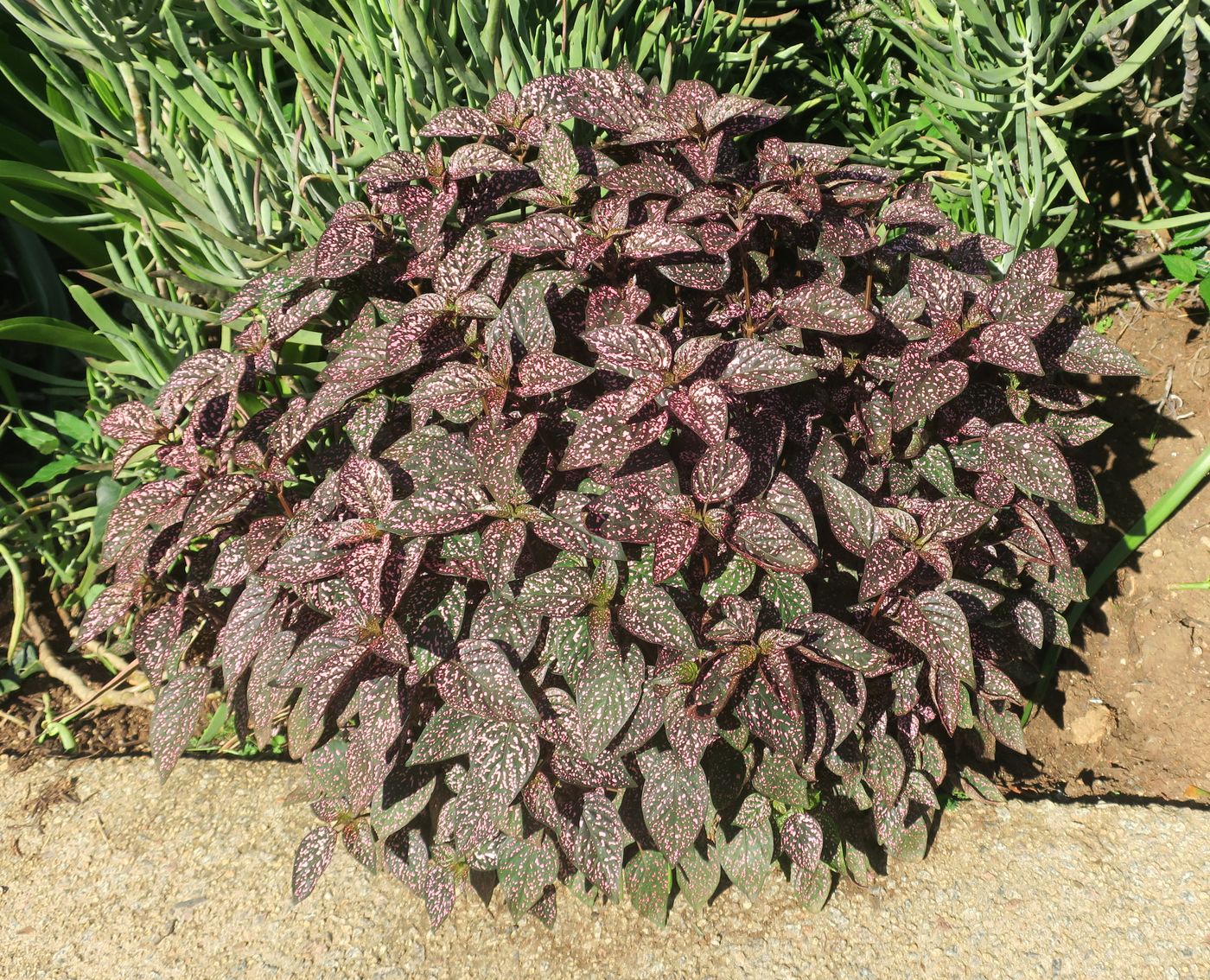 Изображение особи Hypoestes phyllostachya.