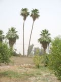 Washingtonia robusta. Взрослые растения различных форм роста. Иран, пров. Хузестан, пос. Сафи-Абад. Конец июля 2005 г.