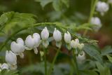 Dicentra spectabilis. Соцветие (белая форма). Белгородская обл., пос. Ракитное, ул. Сосновая, 2, в культуре. 8 июня 2022 г.