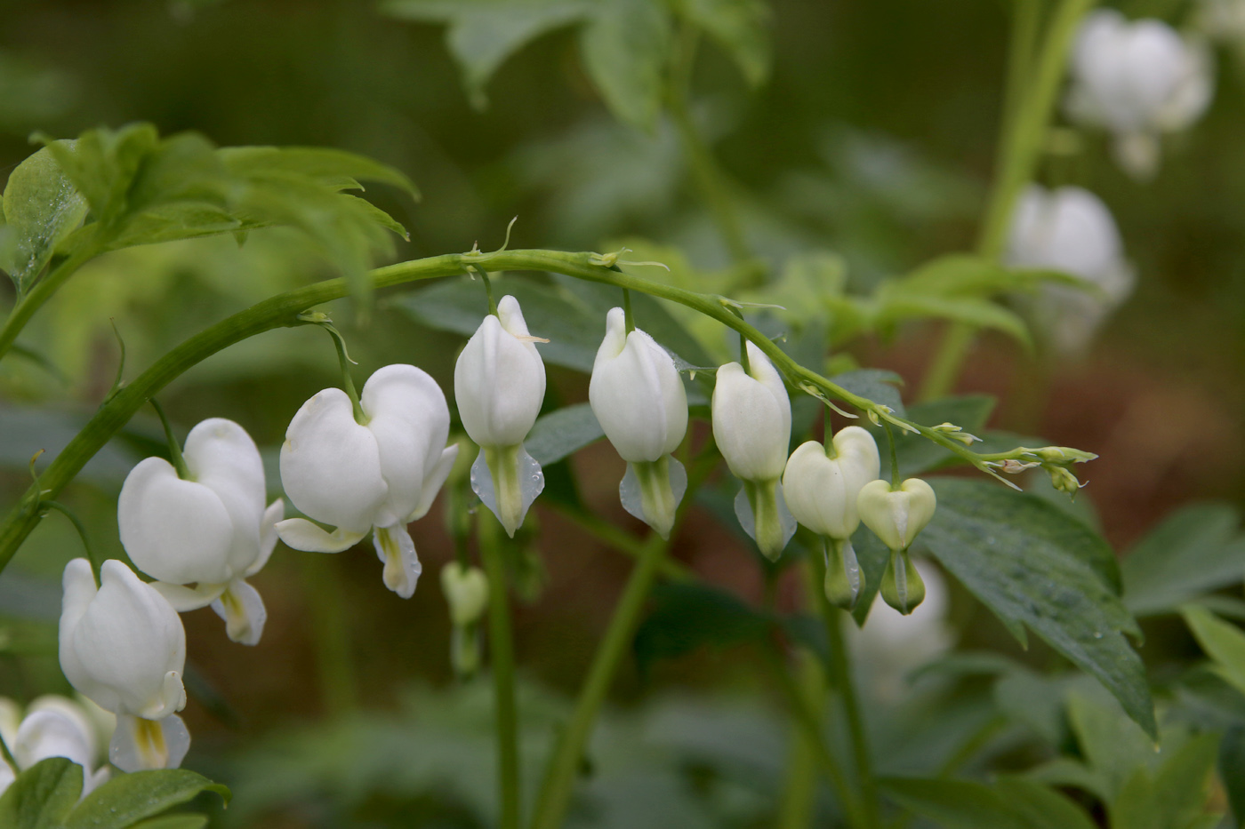 Image of Dicentra spectabilis specimen.
