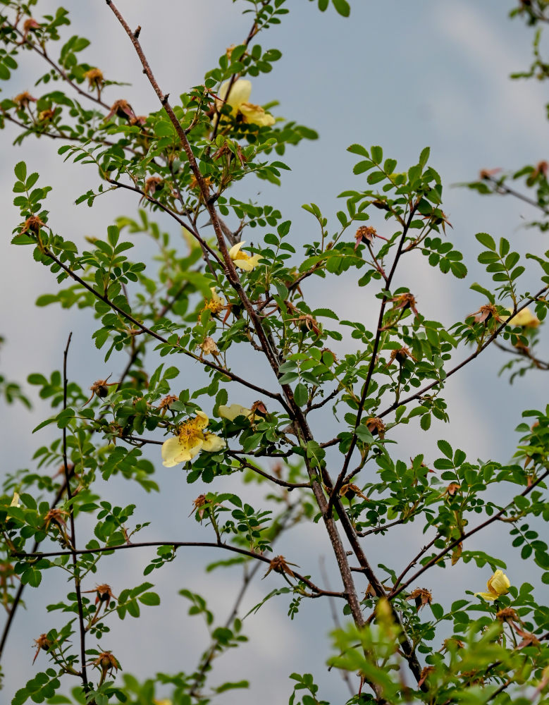 Изображение особи Rosa xanthina.