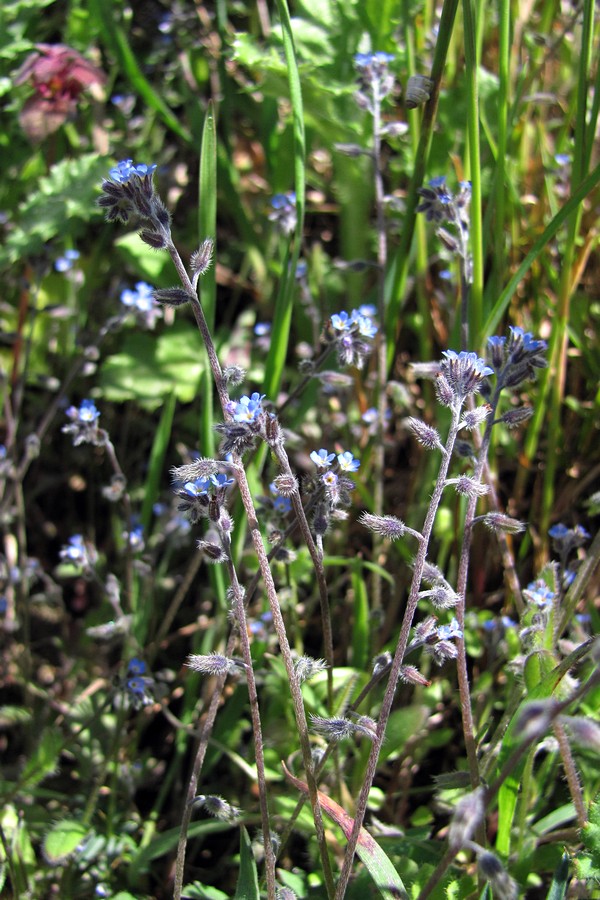 Image of Myosotis ramosissima specimen.